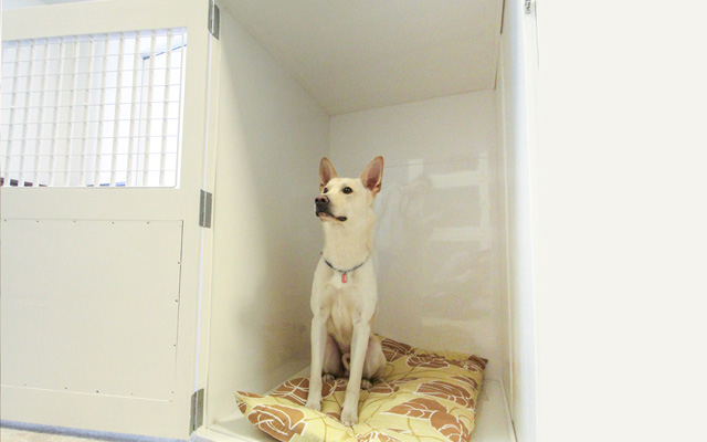 ペットホテル光が丘店 大型犬用ケージ