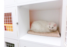 キャットホテル