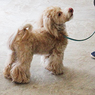 犬のしつけ無料相談