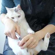猫ちゃんのトリミングについて