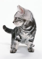 猫 トリミング