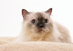 猫ちゃんのトリミングについて